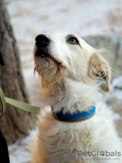 Additional photos: The absolutely amazing dog Firefly is looking for his family!