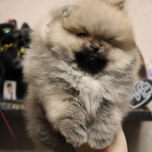 Photo №3. Miniature Spitz puppies.. Russian Federation