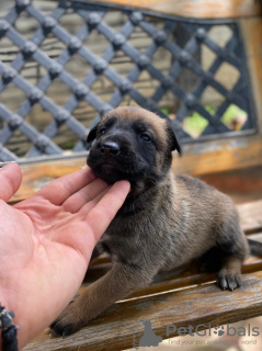 Additional photos: Belgian Shepherd puppies