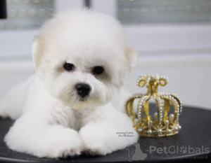 Additional photos: Bichon Frize puppy for sale