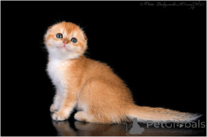 Photo №3. Fold-eared golden chinchilla. Russian Federation