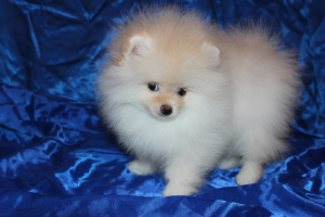 Photo №1. pomeranian - for sale in the city of Nikolaev | 1000$ | Announcement № 7142