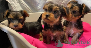 Photo №2 to announcement № 73995 for the sale of yorkshire terrier - buy in Germany private announcement