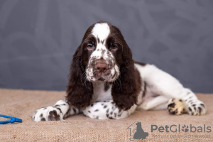 Photo №1. english springer spaniel - for sale in the city of Kiev | negotiated | Announcement № 11178