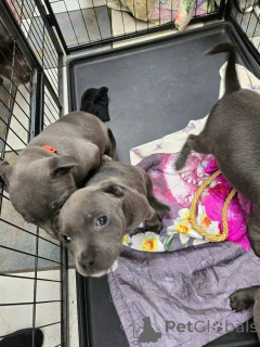 Photo №2 to announcement № 161594 for the sale of staffordshire bull terrier - buy in Luxembourg private announcement, breeder