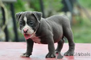 Photo №4. I will sell american bully in the city of Wetzikon.  - price - negotiated