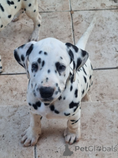 Photo №1. dalmatian dog - for sale in the city of Helsinki | Is free | Announcement № 173943