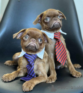 Photo №4. I will sell brussels griffon in the city of Sombor. breeder - price - 1412$