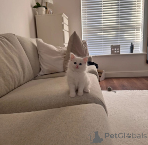 Photo №1. siberian cat - for sale in the city of Kandersteg | 361$ | Announcement № 169328