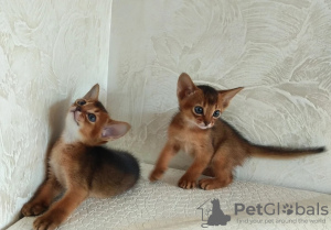 Photo №4. I will sell abyssinian cat in the city of Gomel. breeder - price - 646$