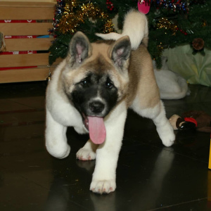 Photo №1. american akita - for sale in the city of Yekaterinburg | 481$ | Announcement № 4884