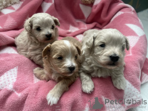 Photo №2 to announcement № 131224 for the sale of maltipu - buy in United States private announcement