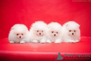 Photo №2 to announcement № 93494 for the sale of pomeranian - buy in Poland private announcement