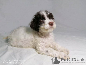 Photo №2 to announcement № 79530 for the sale of lagotto romagnolo - buy in Serbia 
