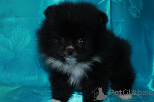 Photo №1. pomeranian - for sale in the city of Dnipro | 111$ | Announcement № 10808