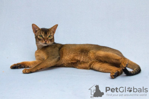 Photo №3. Zhorik is a young Abyssinian cat.. Russian Federation