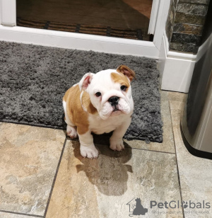 Photo №1. english bulldog - for sale in the city of Essen | 370$ | Announcement № 87163