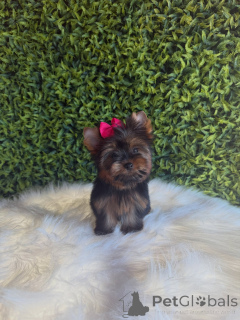 Photo №3. Adorable Yorkshire Terrier Puppies Micro, Healthy, Vaccinated & Ready for Loving. Czech Republic