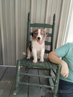 Photo №1. australian shepherd - for sale in the city of Hamburg | 847$ | Announcement № 150655