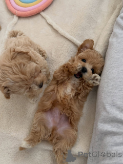 Photo №3. Playful Apricot Maltipoo Puppies Males & Females Available. Netherlands