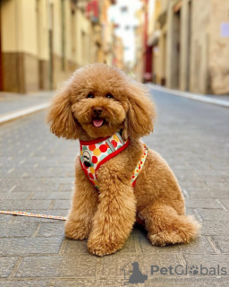 Photo №2 to announcement № 132651 for the sale of poodle (toy) - buy in Portugal breeder