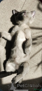 Photo №3. Friendly Male and Female Burmese Kittens. Netherlands