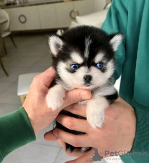 Photo №2 to announcement № 113004 for the sale of siberian husky - buy in Finland private announcement, breeder