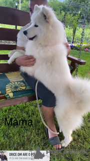 Additional photos: Samoyed premium puppies