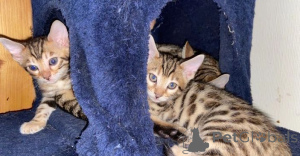 Photo №3. Pedigree TICA-Registered Bengals. Netherlands