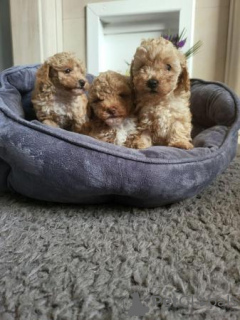 Photo №3. 7 weeks old maltipoo puppies. United States