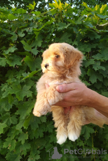 Photo №1. non-pedigree dogs - for sale in the city of Minsk | 868$ | Announcement № 53253