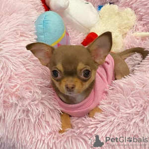 Photo №1. chihuahua - for sale in the city of Los Angeles | 700$ | Announcement № 124202