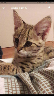 Photo №2 to announcement № 2190 for the sale of savannah cat - buy in Russian Federation breeder