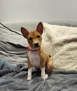 Photo №2 to announcement № 90927 for the sale of basenji - buy in Poland breeder