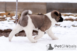 Photo №2 to announcement № 33084 for the sale of american akita - buy in Belarus private announcement, breeder
