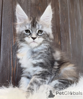 Photo №2 to announcement № 161722 for the sale of maine coon - buy in United States breeder