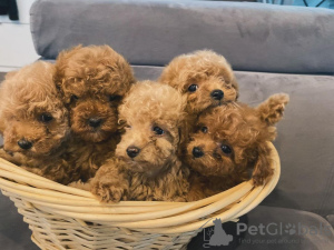 Photo №1. poodle (toy) - for sale in the city of Strasbourg | 444$ | Announcement № 123129