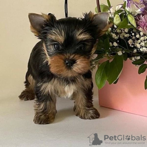 Additional photos: Yorkshire terriers puppies