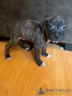 Photo №1. american pit bull terrier - for sale in the city of Berlin | Is free | Announcement № 126264