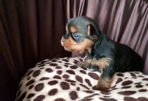 Photo №2 to announcement № 908 for the sale of yorkshire terrier - buy in France breeder