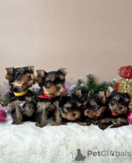 Photo №1. yorkshire terrier - for sale in the city of Frankfurt | 310$ | Announcement № 174950
