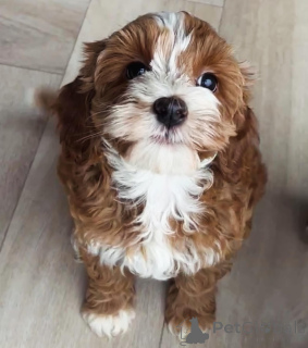 Photo №3. Urocze szczenięta rasy Labradoodle szukają kochającego domu!. Poland