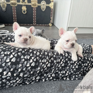 Photo №1. french bulldog - for sale in the city of Canki | 350$ | Announcement № 114666