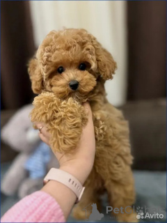 Photo №1. maltipu - for sale in the city of Berlin | 774$ | Announcement № 162527