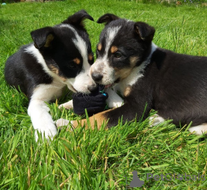 Photo №1. border collie - for sale in the city of Degumnieki | 414$ | Announcement № 11594