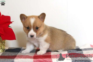 Photo №1. welsh corgi - for sale in the city of East Texas | 710$ | Announcement № 63529