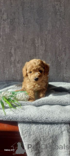 Photo №2 to announcement № 163526 for the sale of poodle (royal), poodle (toy) - buy in Finland private announcement, from the shelter