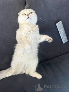 Photo №2 to announcement № 157770 for the sale of british shorthair - buy in France private announcement