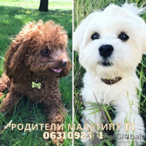 Additional photos: Puppies MALTIPOO F1. Unique genes. Reservation.