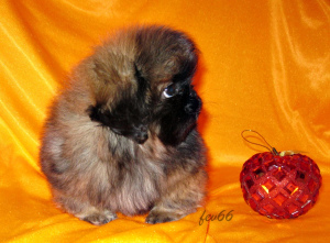 Photo №2 to announcement № 4287 for the sale of pekingese - buy in Russian Federation breeder